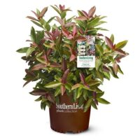 Viburnum, Southern Living Plant Collection 'Copper Top' (2 Gallon) - Image 2
