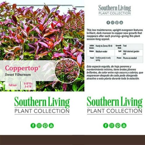 Viburnum, Southern Living Plant Collection 'Copper Top' (2 Gallon) - Image 5