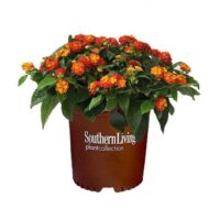 Lantana, Southern Living Plant Collection 'Red Little Lucky' (2.6 Quart) - Image 2