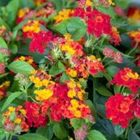 Lantana, Southern Living Plant Collection 'Red Little Lucky' (2.6 Quart) - Image 3