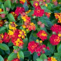 Lantana, Southern Living Plant Collection 'Red Little Lucky' (2.6 Quart)