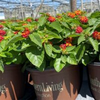 Lantana, Southern Living Plant Collection 'Red Little Lucky' (2.6 Quart) - Image 4
