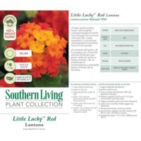 Lantana, Southern Living Plant Collection 'Red Little Lucky' (2.6 Quart) - Image 5
