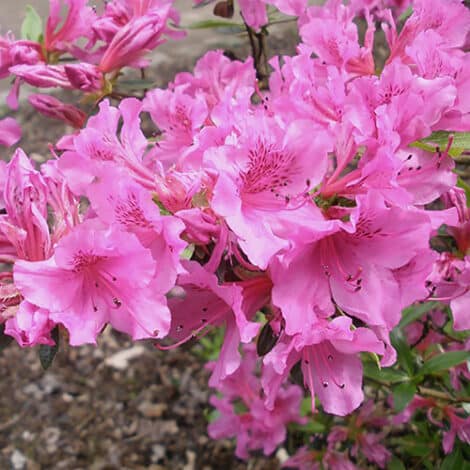 Azalea, 'Herbert' (2.5 Quart and 2.25 Gallon)