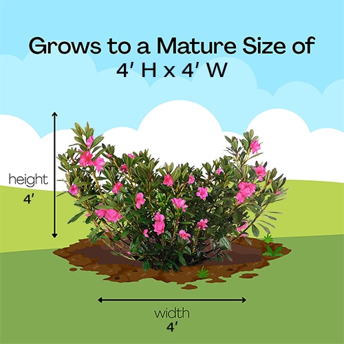 Azalea, 'Macrantha Pink' (2.5 Quart and 2.25 Gallon) - Image 6