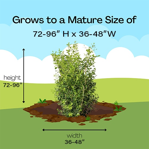 Better Boxwood Skylight (2 Gallon and 3 Gallon) - Image 6