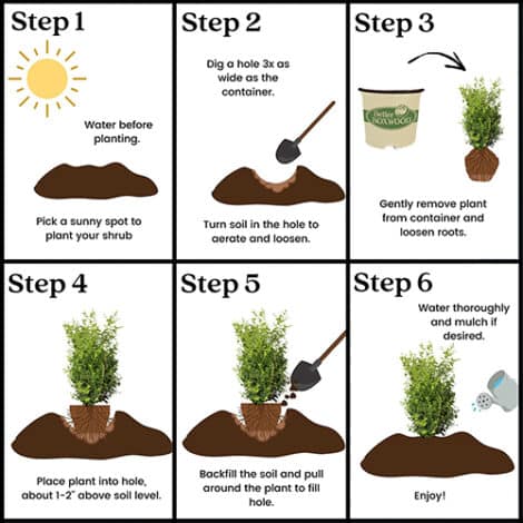 Better Boxwood Skylight (2 Gallon and 3 Gallon) - Image 5