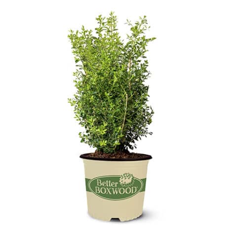 Better Boxwood Skylight (2 Gallon and 3 Gallon) - Image 2