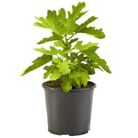 Fig, Black Mission (2.5 Quart and 2.25 Gallon) - Image 2