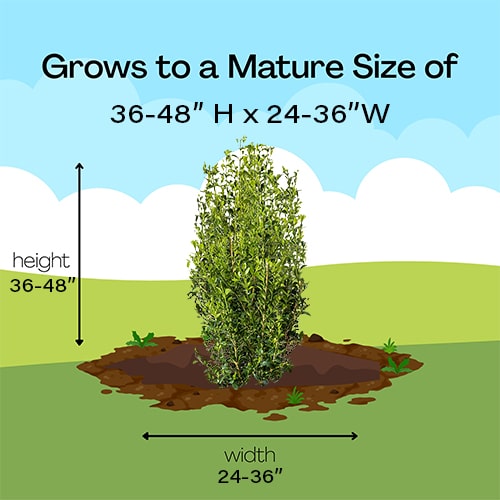 Better Boxwood Heritage (2 Gallon) - Image 6