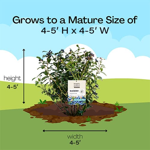 Blueberry, Bushel and Berry 'Perpetua' (2 Gallon) - Image 7