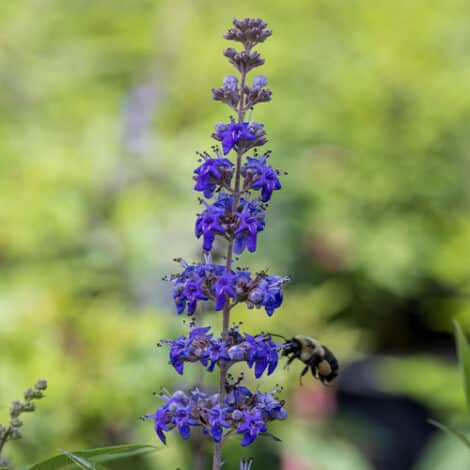 Vitex, FIRST EDITIONS 'Queen Bee' (2 Gallon)