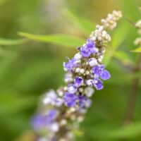 Vitex, FIRST EDITIONS 'Violet Mist' (2 Gallon) - Image 3
