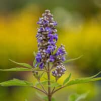 Vitex, FIRST EDITIONS 'Violet Mist' (2 Gallon)