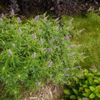 Vitex, FIRST EDITIONS 'Violet Mist' (2 Gallon) - Image 5