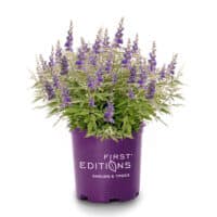Vitex, FIRST EDITIONS 'Violet Mist' (2 Gallon) - Image 2