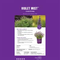 Vitex, FIRST EDITIONS 'Violet Mist' (2 Gallon) - Image 6