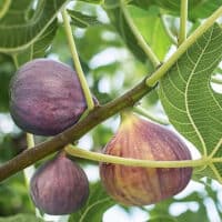 Fig, Black Mission (2.5 Quart and 2.25 Gallon)