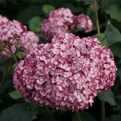 Hydrangea, Proven Winners 'Mini Mauvette' (2 Gallon) - Image 3