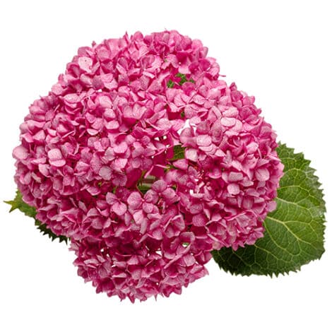 Hydrangea, Proven Winners 'Mini Mauvette' (2 Gallon)
