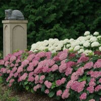 Hydrangea, Proven Winners 'Mini Mauvette' (2 Gallon) - Image 5