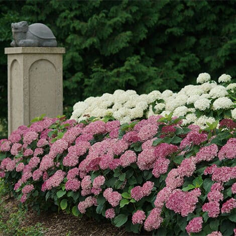 Hydrangea, Proven Winners 'Mini Mauvette' (2 Gallon) - Image 5