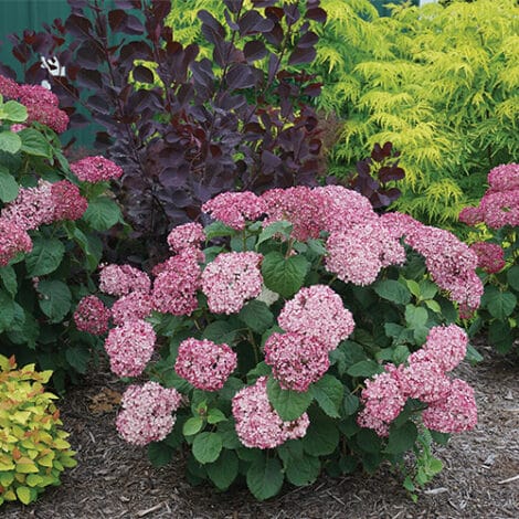 Hydrangea, Proven Winners 'Mini Mauvette' (2 Gallon) - Image 6