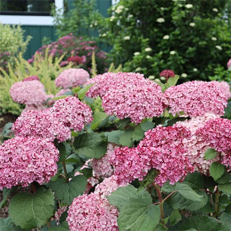 Hydrangea, Proven Winners 'Mini Mauvette' (2 Gallon) - Image 4