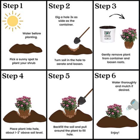 Hydrangea, Proven Winners 'Mini Mauvette' (2 Gallon) - Image 9