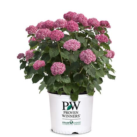 Hydrangea, Proven Winners 'Mini Mauvette' (2 Gallon) - Image 2