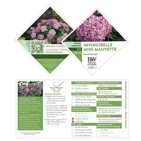 Hydrangea, Proven Winners 'Mini Mauvette' (2 Gallon) - Image 7