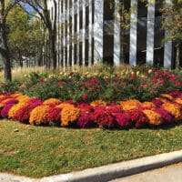 Chrysanthemum Red (Mum) 11.5 inch Decorative Pot - Image 3