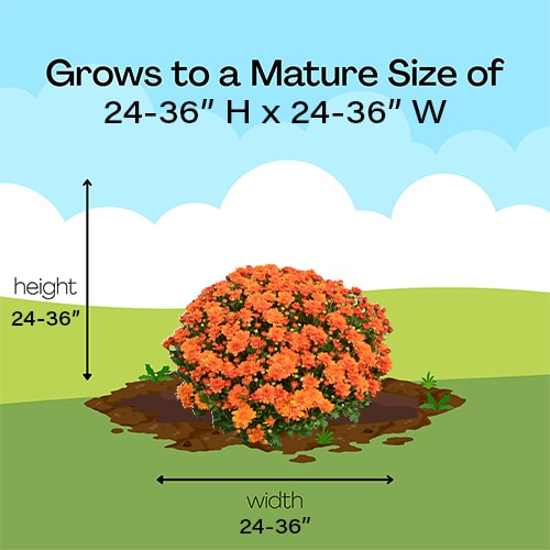 Chrysanthemum Orange (Mum) 3 Quart Whiskey Barrel - Image 7