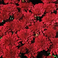 Chrysanthemum Red (Mum) 11.5 inch Decorative Pot