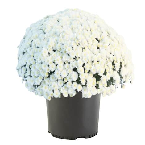 Chrysanthemum White (Mum) 3 Quart - Image 2