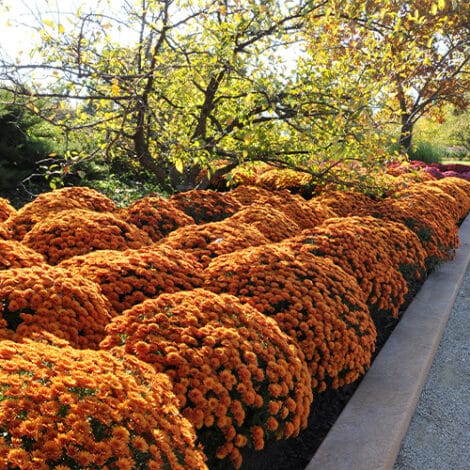 Chrysanthemum Orange (Mum) 3 Quart Whiskey Barrel - Image 3