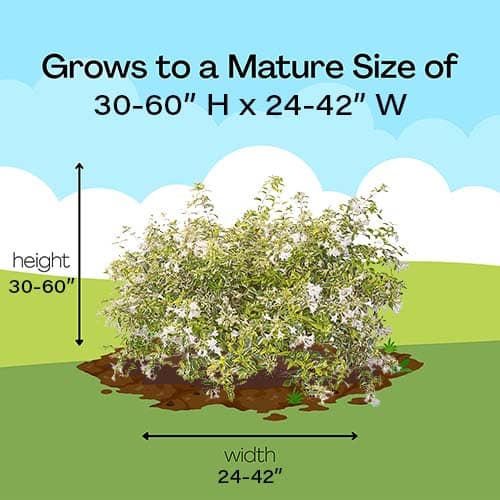 Abelia, Proven Winners 'Mucho Gusto' (2 Gallon) - Image 9