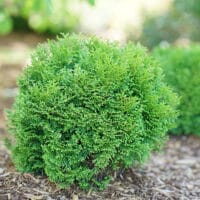 Arborvitae, Proven Winners 'Tater Tot' (2 Gallon)