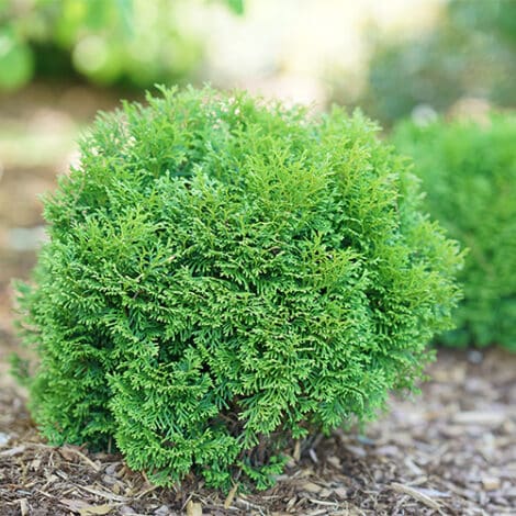 Arborvitae, Proven Winners 'Tater Tot' (2 Gallon)