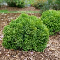 Arborvitae, Proven Winners 'Tater Tot' (2 Gallon) - Image 4