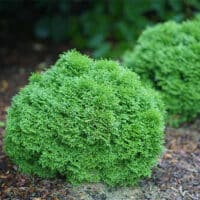 Arborvitae, Proven Winners 'Tater Tot' (2 Gallon) - Image 3