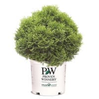 Arborvitae, Proven Winners 'Tater Tot' (2 Gallon) - Image 2
