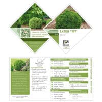 Arborvitae, Proven Winners 'Tater Tot' (2 Gallon) - Image 5