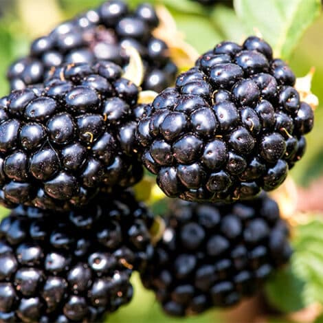 Blackberry, Proven Winners 'Taste of Heaven' (2 Gallon)