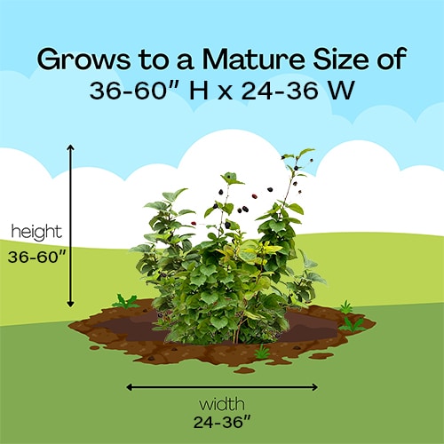 Blackberry, Proven Winners 'Taste of Heaven' (2 Gallon) - Image 8