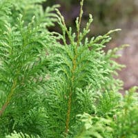 Cypress, Proven Winners 'Cedar Rapids' (2 Gallon)