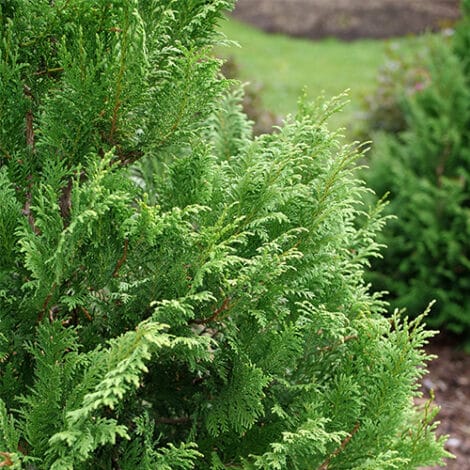 Cypress, Proven Winners 'Cedar Rapids' (2 Gallon) - Image 5