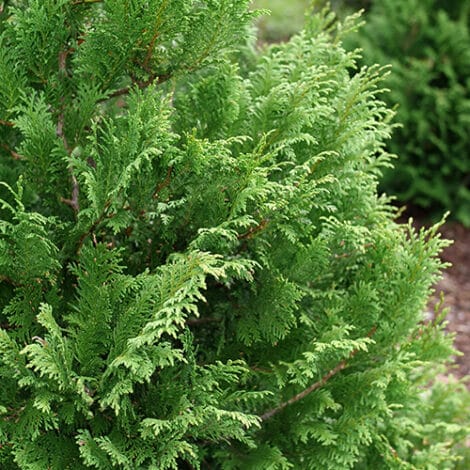 Cypress, Proven Winners 'Cedar Rapids' (2 Gallon) - Image 4