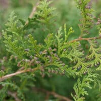 Cypress, Proven Winners 'Cedar Rapids' (2 Gallon) - Image 3