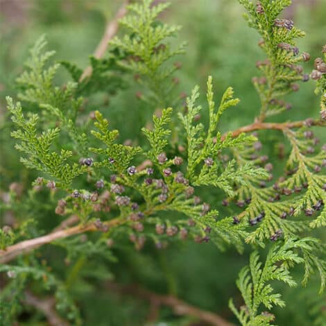 Cypress, Proven Winners 'Cedar Rapids' (2 Gallon) - Image 3